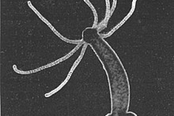 Кракен официальная kr2web in