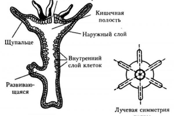 Ссылка кракен через тор